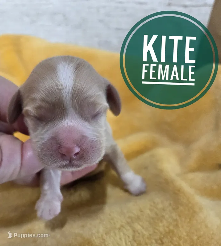 Kite – Cocker Spaniel puppy for sale in Knoxville, IA