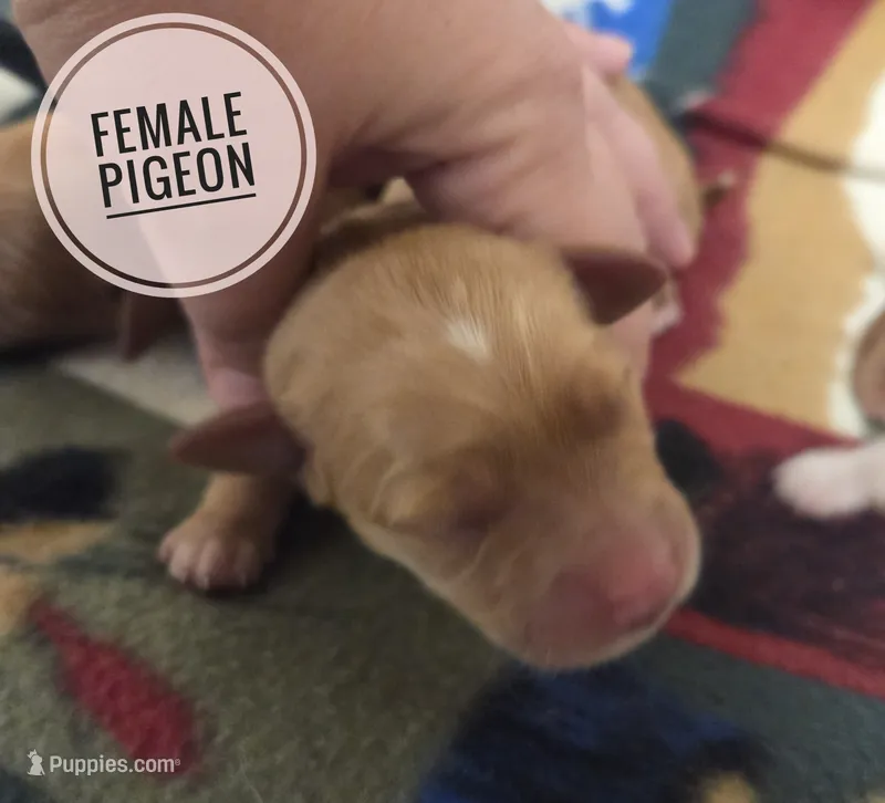 Pigeon – Miniature Golden Retriever puppy for sale in Knoxville, IA
