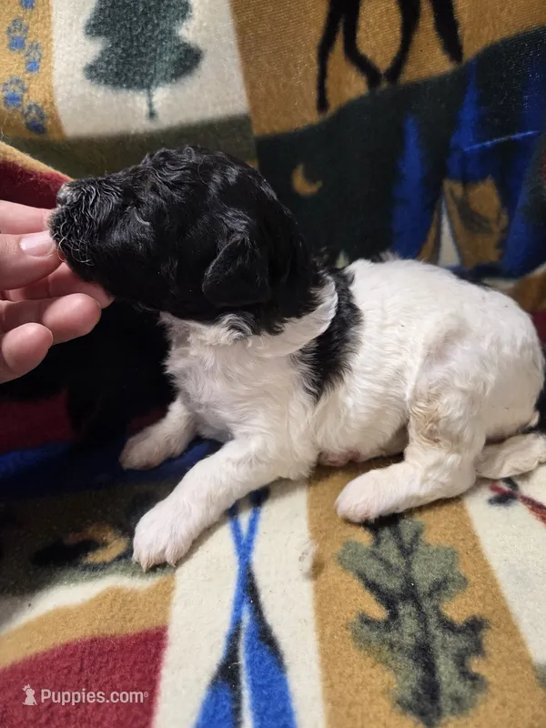 Charles – Poodle - Miniature  puppy for sale in Knoxville, IA