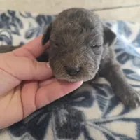 Thunder , a male Miniature Goldendoodle for sale in Knoxville, IA – Photo 1 of 2