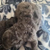 Thunder , a male Miniature Goldendoodle for sale in Knoxville, IA – Photo 2 of 2