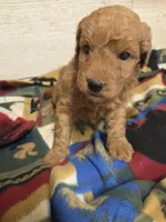 Cardinal moyen size, a male Poodle - Miniature  for sale in Knoxville, IA – 2 of 3