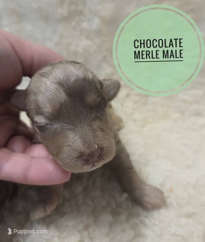 Rocket  – Poodle - Miniature  puppy for sale in Knoxville, IA