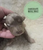 Rocket , a male Poodle - Miniature  for sale in Knoxville, IA – 1 of 2