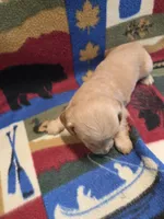 Blondie long-haired , a female Miniature Dachshund for sale in Knoxville, IA – 4 of 4