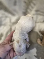 processed/c37ef8c7-66fa-4aa6-954d-c8ff8b0e4ea2/listing/8bbbfbe2-71bf-48fc-9937-0579e991e920/5a0a51ce-eb42-44f7-acba-f3e359732304