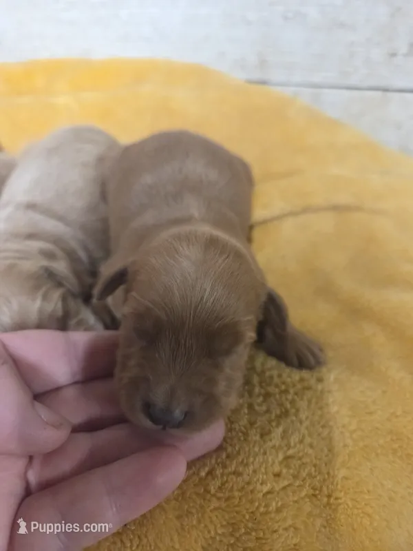 Abeline  – Miniature Golden Retriever puppy for sale in Knoxville, IA