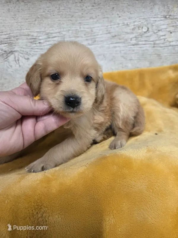 Fox – Miniature Golden Retriever puppy for sale in Knoxville, IA