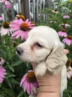 Snowy, a female Miniature Dachshund for sale in Knoxville, IA – 1 of 2