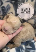 Amethyst, a female Cockapoo for sale in Knoxville, IA – 1 of 2