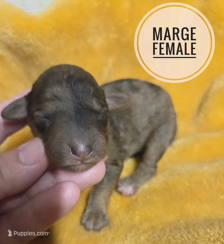 Marge – Miniature Aussiedoodle puppy for sale in Knoxville, IA