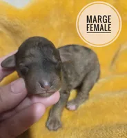 Marge, a female Miniature Aussiedoodle for sale in Knoxville, IA – 1 of 3