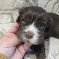 Hans, a male Cocker Spaniel for sale in Knoxville, IA – Photo 1 of 2