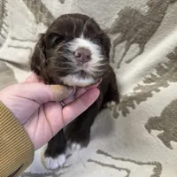 Hans, a male Cocker Spaniel for sale in Knoxville, IA – Photo 2 of 2