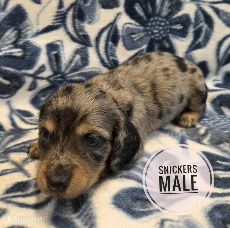 Snickers long-haired  – Miniature Dachshund puppy for sale in Knoxville, IA