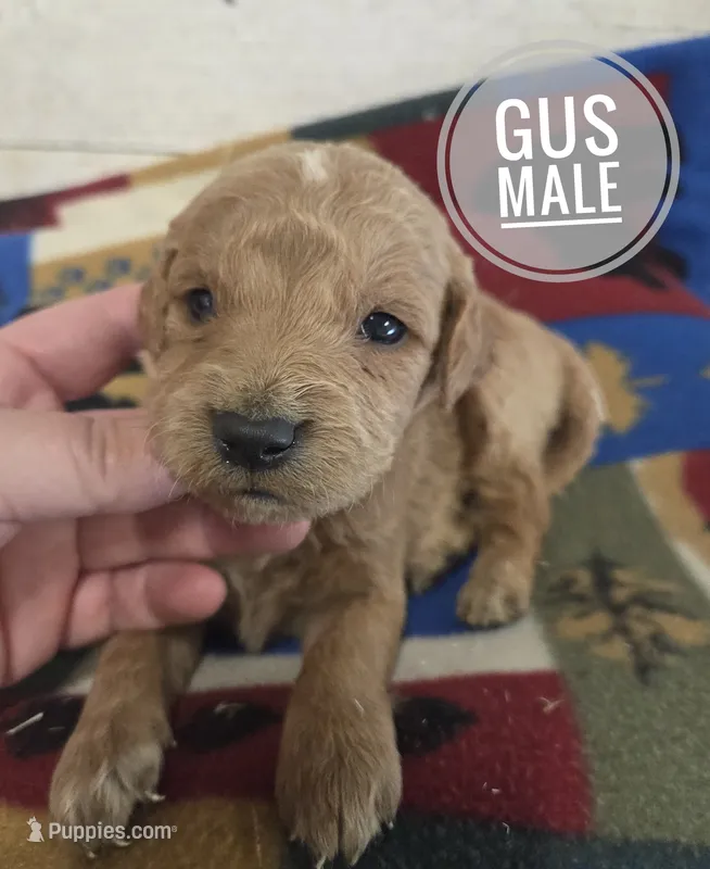 Gus – Miniature Golden Retriever puppy for sale in Knoxville, IA