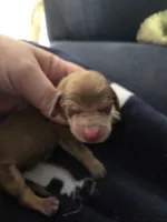 Penne, a female Miniature Dachshund for sale in Knoxville, IA – Photo 1 of 3