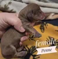 Penne, a female Miniature Dachshund for sale in Knoxville, IA – Photo 3 of 3