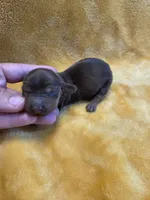 Carmello long-haired , a female Miniature Dachshund for sale in Knoxville, IA – 2 of 3