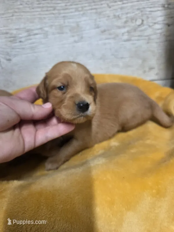 Pigeon – Miniature Golden Retriever puppy for sale in Knoxville, IA