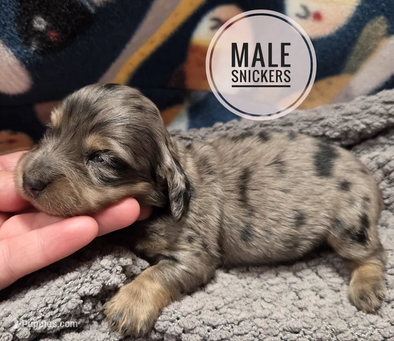 Snickers long-haired  – Miniature Dachshund puppy for sale in Knoxville, IA