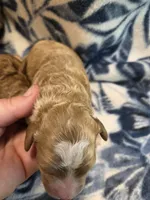 Abraham, a male Cockapoo for sale in Knoxville, IA – 2 of 2