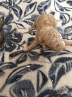 Apricot MOYEN SIZE , a female Poodle - Miniature  for sale in Knoxville, IA – Photo 2 of 2