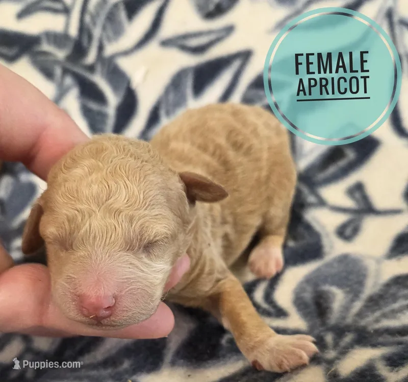 Apricot MOYEN SIZE  – Poodle - Miniature  puppy for sale in Knoxville, IA