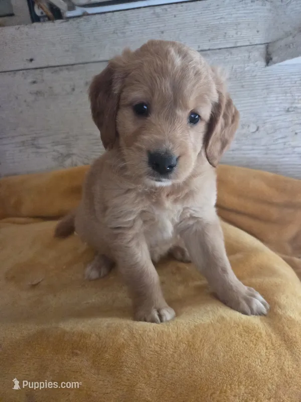 Germain , a male Miniature Golden Retriever for sale in Knoxville, IA – 1 of 4