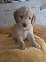 Germain , a male Miniature Golden Retriever for sale in Knoxville, IA – 1 of 4
