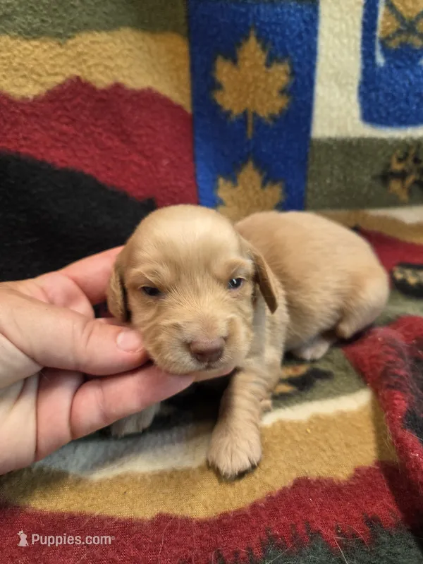 Burrito Long-haired  – Miniature Dachshund puppy for sale in Knoxville, IA