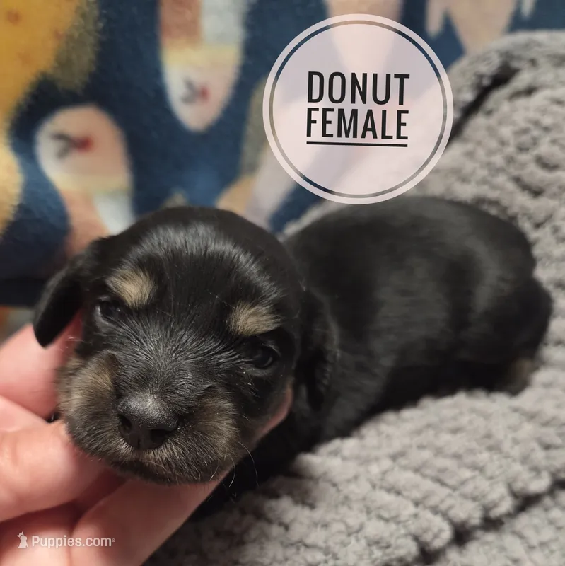 Donut long-haired  – Miniature Dachshund puppy for sale in Knoxville, IA