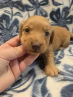 Toasty long-haired , a male Miniature Dachshund for sale in Knoxville, IA – 3 of 3