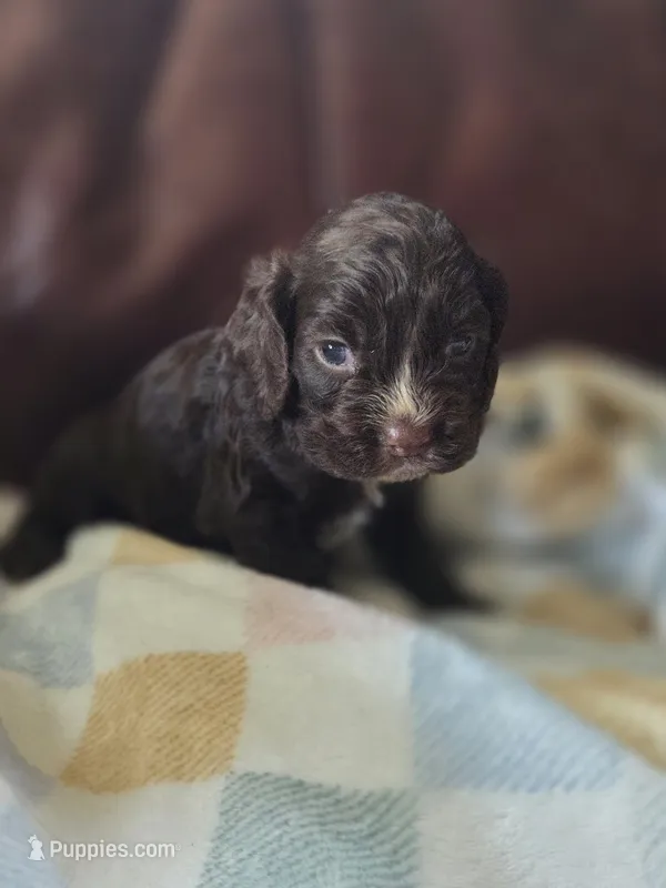 Dove – Cocker Spaniel puppy for sale in Knoxville, IA