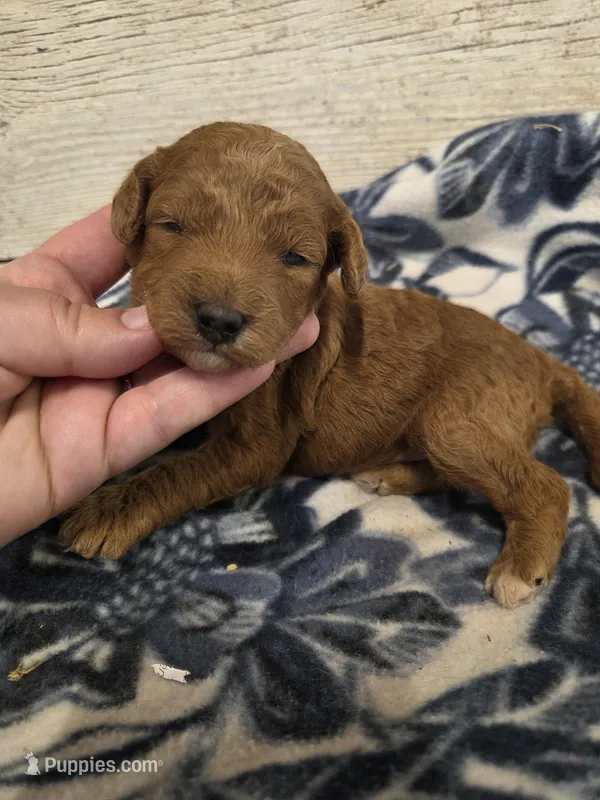 Rhubarb Moyen size  – Poodle - Miniature  puppy for sale in Knoxville, IA