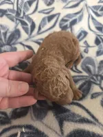 Rhubarb Moyen size , a female Poodle - Miniature  for sale in Knoxville, IA – Photo 2 of 2