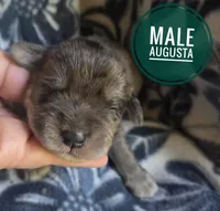 Augustus, a male Miniature Schnauzer for sale in Knoxville, IA – 1 of 2