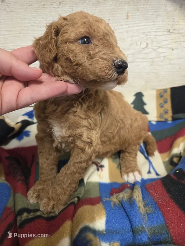 Ducky Moyen size!! – Poodle - Miniature  puppy for sale in Knoxville, IA
