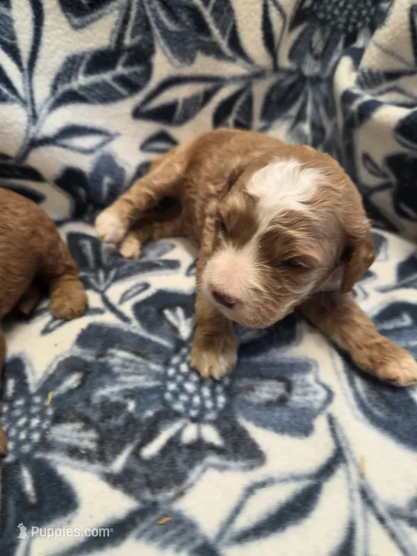 Abraham – Cockapoo puppy for sale in Knoxville, IA