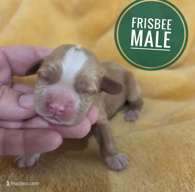 Frisbee  – Cocker Spaniel puppy for sale in Knoxville, IA