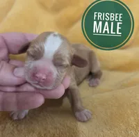 Frisbee , a male Cocker Spaniel for sale in Knoxville, IA – 1 of 2