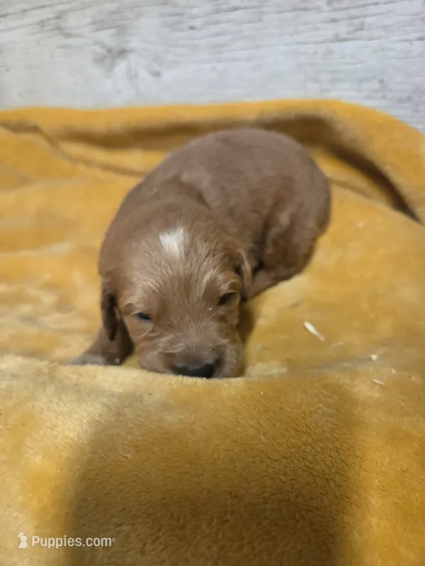 Blaze – Miniature Golden Retriever puppy for sale in Knoxville, IA