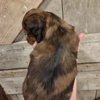 Velvet Two blue eyes! Long-haired , a female Miniature Dachshund for sale in Knoxville, IA – Photo 2 of 2