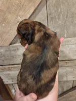 Two blue eyes!, a female Miniature Dachshund for sale in Knoxville, IA – Photo 2 of 2