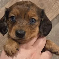 Velvet Two blue eyes! Long-haired , a female Miniature Dachshund for sale in Knoxville, IA – Photo 1 of 2