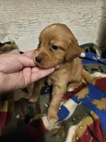 Pigeon, a female Miniature Golden Retriever for sale in Knoxville, IA – 3 of 3