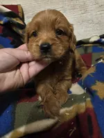 Cardinal , a male Miniature Golden Retriever for sale in Knoxville, IA – 2 of 2