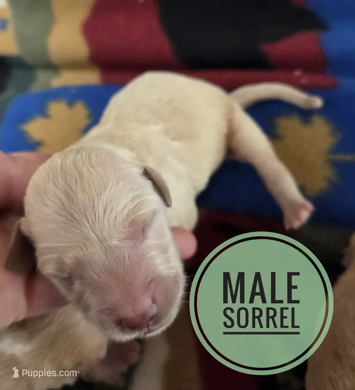 Sorrel – Miniature Golden Retriever puppy for sale in Knoxville, IA