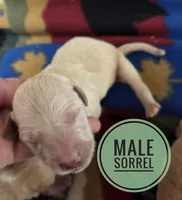 Sorrel, a male Miniature Golden Retriever for sale in Knoxville, IA – 1 of 2