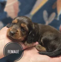 Pickles long haired , a female Miniature Dachshund for sale in Knoxville, IA – 2 of 3